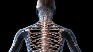 Anatomia do esqueleto humano com coluna vertebral destacada Ilustração  médica em 3D | imagem Premium gerada com IA